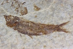 poisson fossile KNIGHTIA EOCAENA - USA