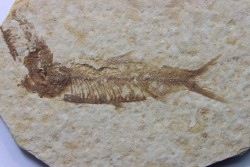 poisson fossile KNIGHTIA EOCAENA - USA