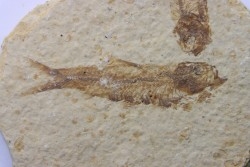 poisson fossile KNIGHTIA EOCAENA - USA