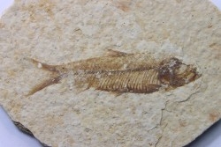 poisson fossile KNIGHTIA EOCAENA - USA
