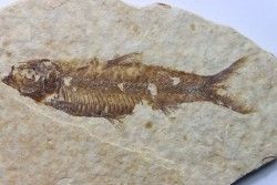 poisson fossile KNIGHTIA EOCAENA - USA