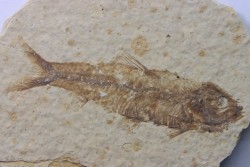 poisson fossile KNIGHTIA EOCAENA - USA