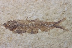 poisson fossile KNIGHTIA EOCAENA - USA
