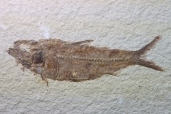 poisson fossile KNIGHTIA EOCAENA - USA