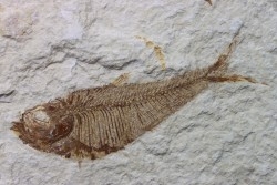poisson fossile Diplomystus dentatus - USA