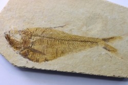 poisson fossile Diplomystus dentatus - USA