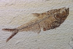 poisson fossile Diplomystus dentatus - USA