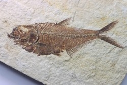 poisson fossile Diplomystus dentatus - USA