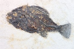 poisson fossile Cockerellites liops - eocène - USA