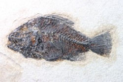 poisson fossile Cockerellites liops - eocène - USA