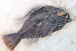 poisson fossile Cockerellites liops - eocène - USA