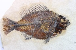 poisson fossile Cockerellites liops - eocène - USA