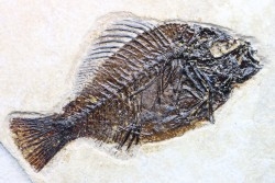 poisson fossile Cockerellites liops - eocène - USA