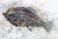 poisson fossile Cockerellites liops - eocène - USA