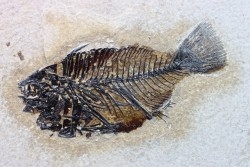 poisson fossile Cockerellites liops - eocène - USA