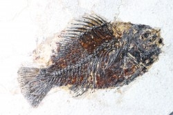 poisson fossile Cockerellites liops - eocène - USA