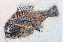 poisson fossile Cockerellites liops - eocène - USA