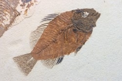 Cockerellites liops
