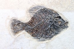 poisson fossile Priscacara serrata - eocène - USA