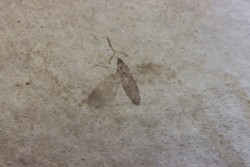 insecte: DIPTERE -stampien de Provence