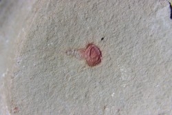 Xiphosuride ind. - Ordovicien - Fezouata formation