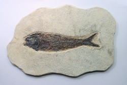 poisson fossile KNIGHTIA EOCAENA - USA