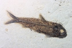 poisson fossile KNIGHTIA EOCAENA - USA