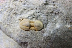 Morocconus notabilis - cambrien - tinejdad, Maroc