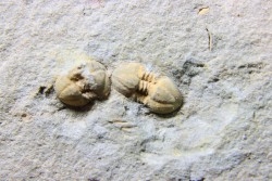 Morocconus notabilis - cambrien - tinejdad, Maroc