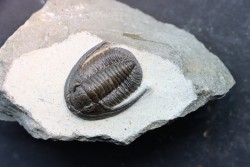 Diademoproetus praecursor - Emsien -  Foum Zguid, Maroc