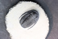 Diademoproetus praecursor - Emsian -  Foum Zguid