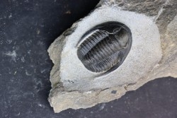 Diademoproetus praecursor - Emsien -  Foum Zguid, Maroc