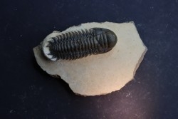 CROTALOCEPHALUS GIBBUS - Praguien - Foum Zguid, Maroc