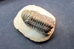 CROTALOCEPHALUS GIBBUS - Praguien - Foum Zguid, Maroc