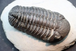 BARRANDEOPS ovatus -Emsien - Jbel Oufaten, MAROC