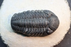 BARRANDEOPS ovatus - Emsian - Jbel Oufaten, MOROCCO