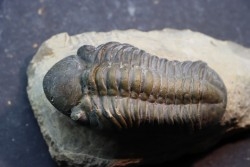 BARRANDEOPS ovatus - Emsian - Jbel Oufaten, MOROCCO