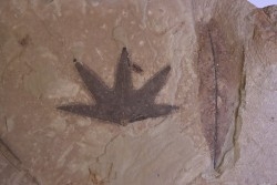 feuille de Platanus wyomingensis  Eocene - Utah, USA