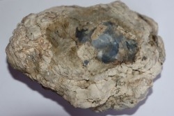 dinosaur coprolithe - jurassic - Morrison Formation