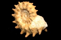 Peltoceras athleta - upper callovian - Montreuil-Bellay - FRANCE