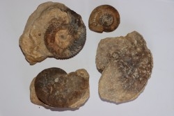 set of  4 indertermined ammonites - bathonian - Nièvre - FRANCE
