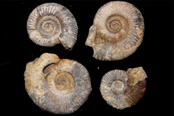 set of  4 indertermined ammonites - bathonian - Nièvre - FRANCE