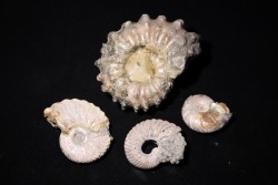 set of  4 indertermined ammonites -- albian - Bully -76- FRANCE
