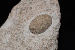 Oeuf de serpent: OPHIDIENOVUM sp. - Miocene - Allemagne
