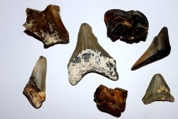 shark teeth: CARCHARODON MEGALODON