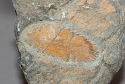 vers primitif: Plumulites bengstoni - Ordovicien  El Caid Rami, Maroc