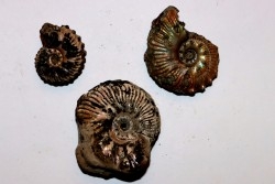 set of  3 indertermined ammonites -- albian - Angleterre