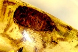 insect: Cicadidae (cigale) + Diptères