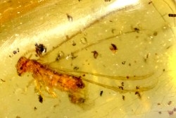 Copal: Termite ailé, Diptères  - Pliocène à holocène - Antsiranana, Madagascar