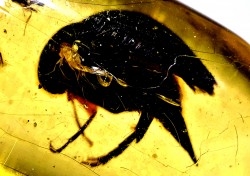 Copal: Coléoptères, Araignée, Hyménoptère- Pliocène à holocène - Antsiranana, Madagascar